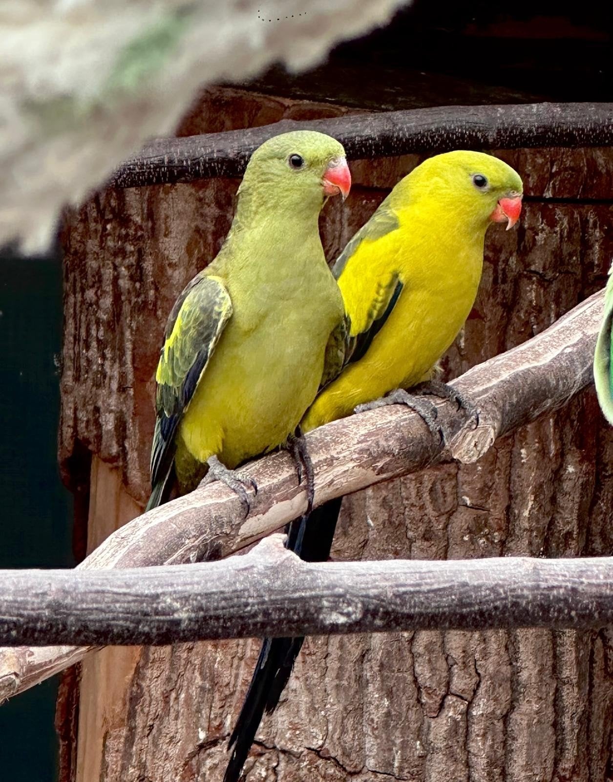 Gezocht verschillende soorten vogels, Meerdere dieren, Parkiet