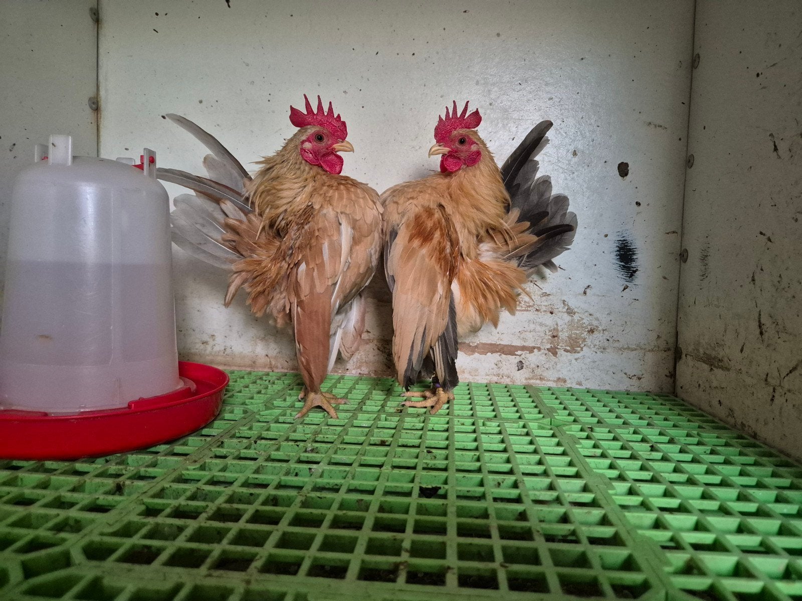 2 prachtige Ayam Serama haantjes, Dieren en Toebehoren, Mannelijk, Kip