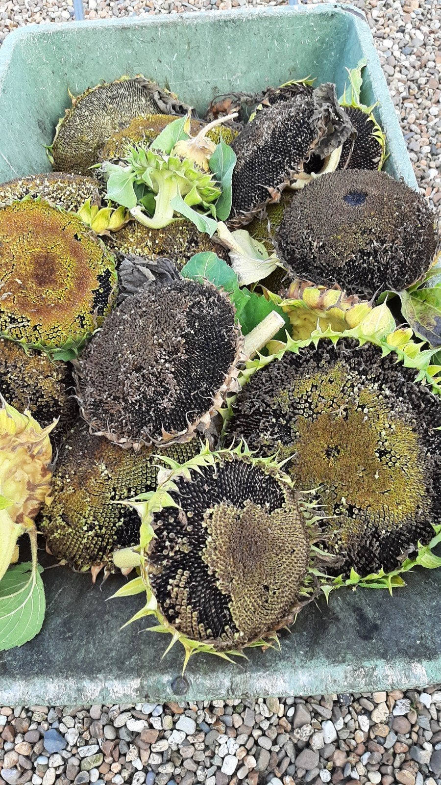 Zonnebloempitten van 2 meter hoge planten, Volle zon, Eenjarig, Zomer, Ophalen