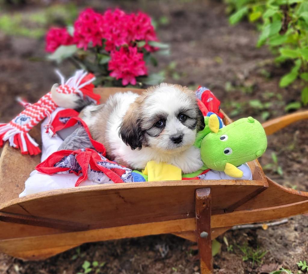 Leuke boomer pups te koop!, Dieren en Toebehoren, Parvo, Overige rassen, 8 tot 15 weken, Meerdere