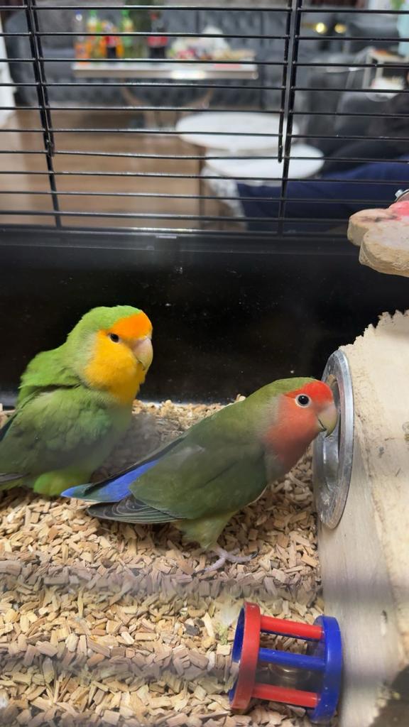 Dwergpapegaaien, Dieren en Toebehoren, Meerdere dieren