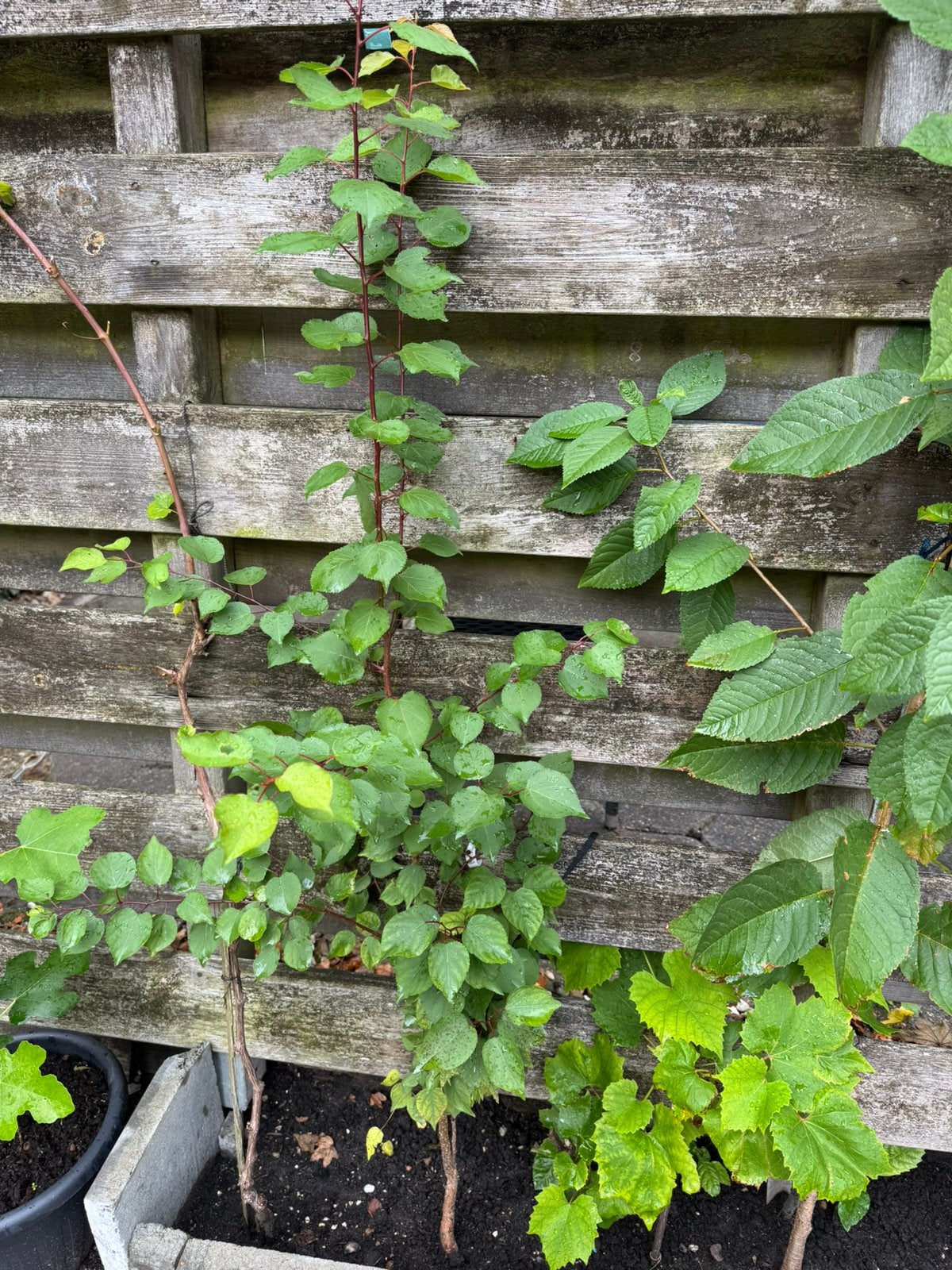 Abrikoos fruit plant, Tuin en Terras, Ophalen, Minder dan 100 cm, Overige soorten