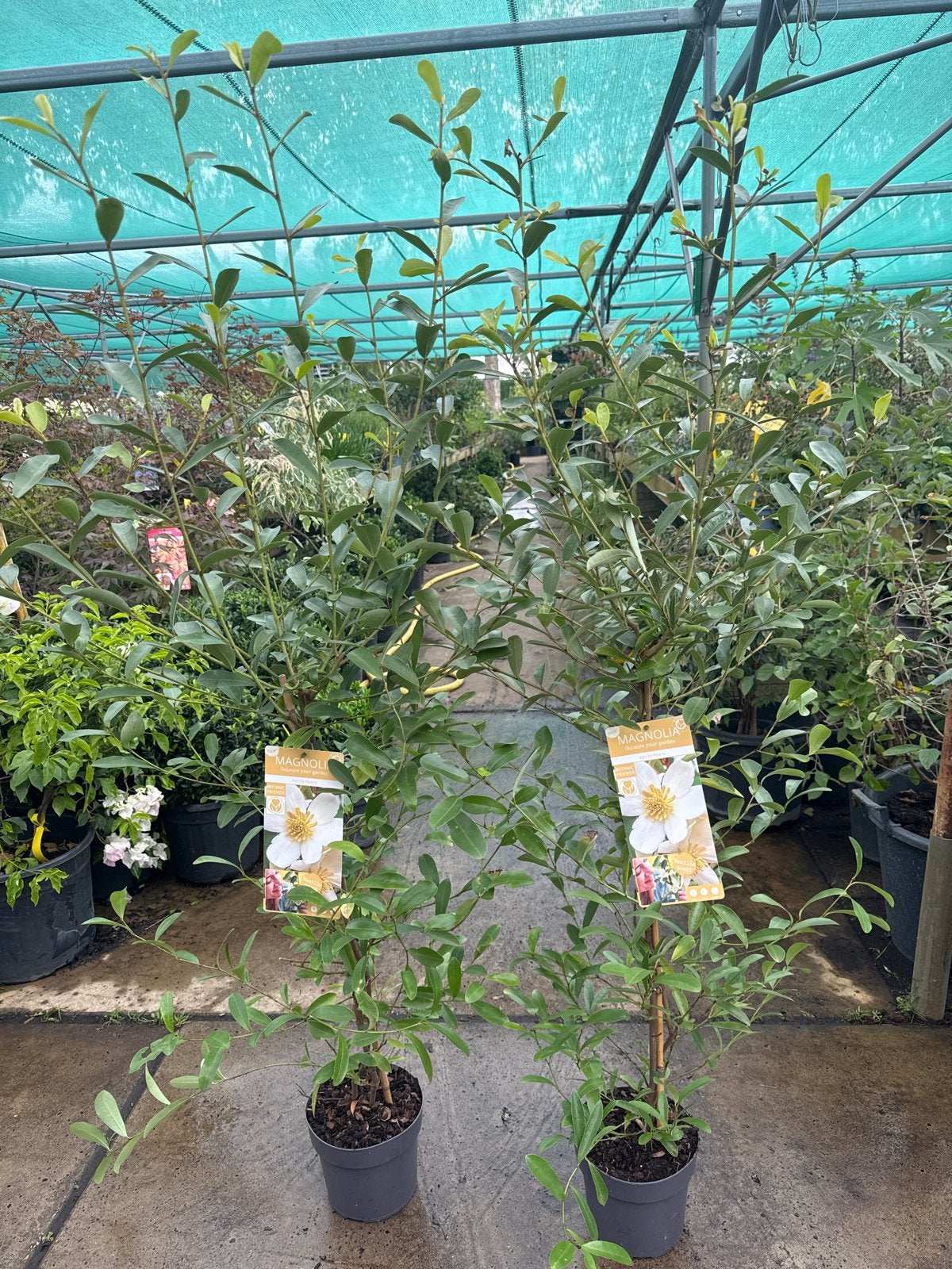 Groenblijvende Haag Magnolia 'Vanilla Pearls' 125/150 cm, Vaste plant, Halfschaduw, Lente, Ophalen