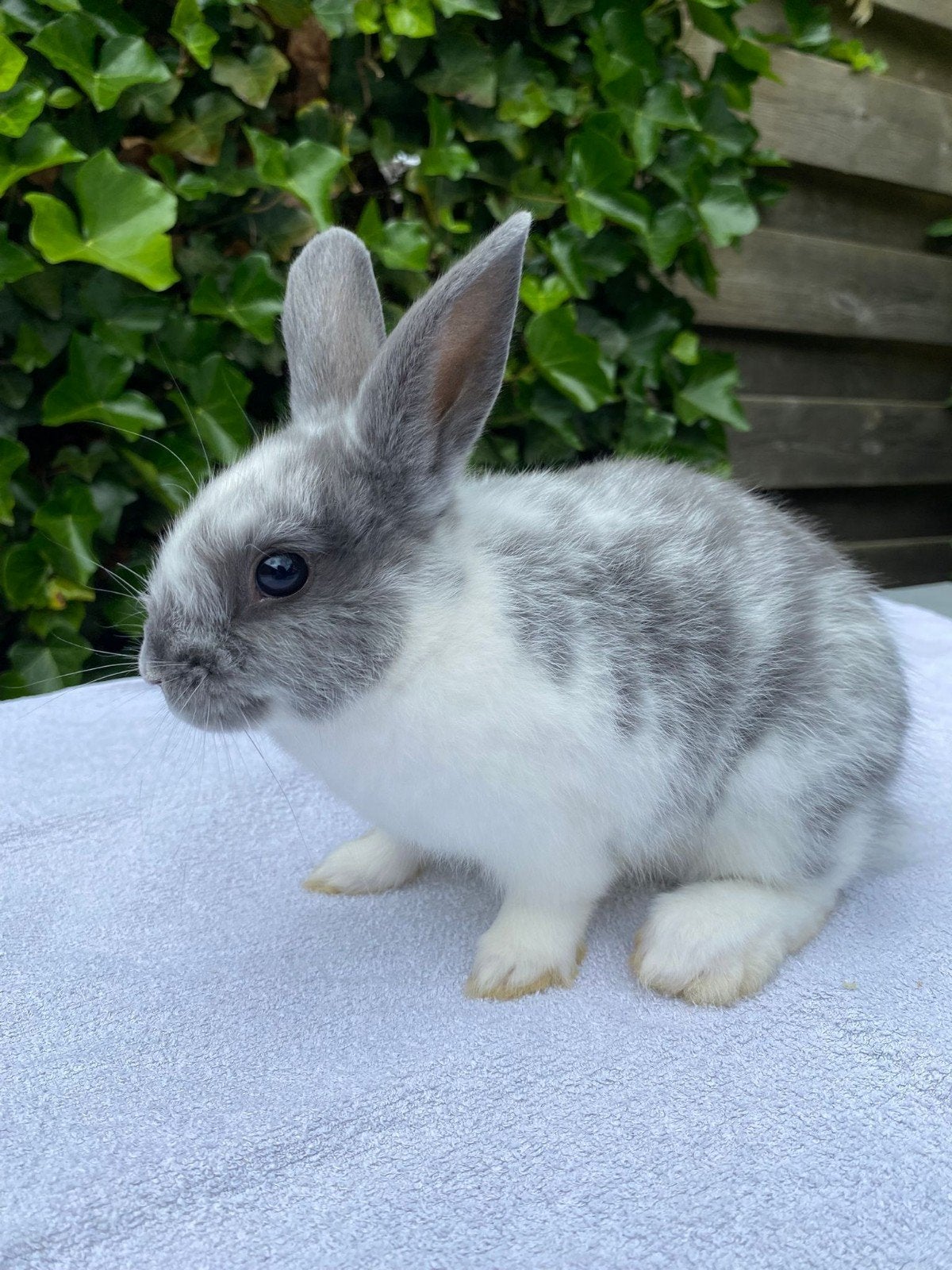 Jonge konijntjes, Dieren en Toebehoren, Konijnen, Mannelijk, Dwerg