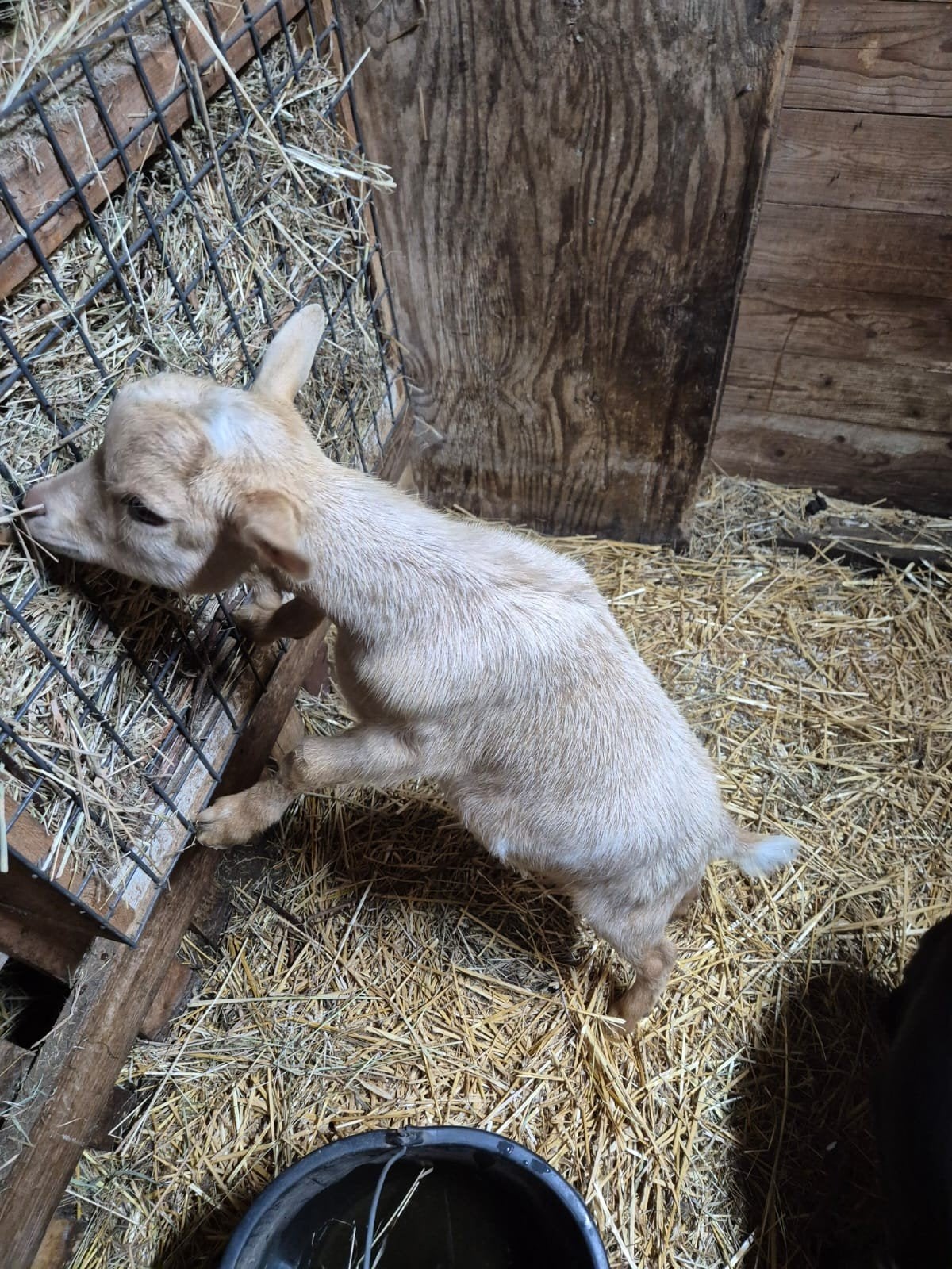 2 zeer lieve mooie bokjes, Dieren en Toebehoren, Mannelijk, Geit, 0 tot 2 jaar