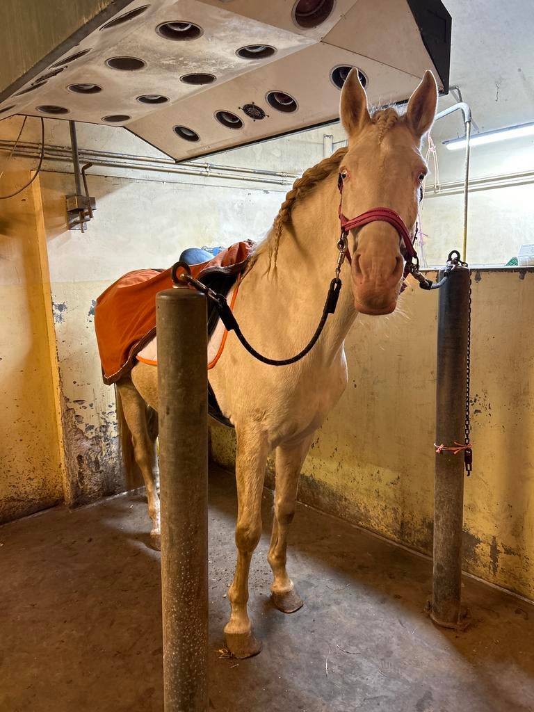 Bijrijdpaard aangeboden, Dieren en Toebehoren, Paarden en Pony's | Overige Paardenspullen, Ophalen