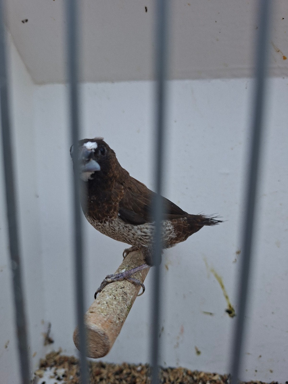 bonte japansmeeuwtje man, Mannelijk, Tropenvogel