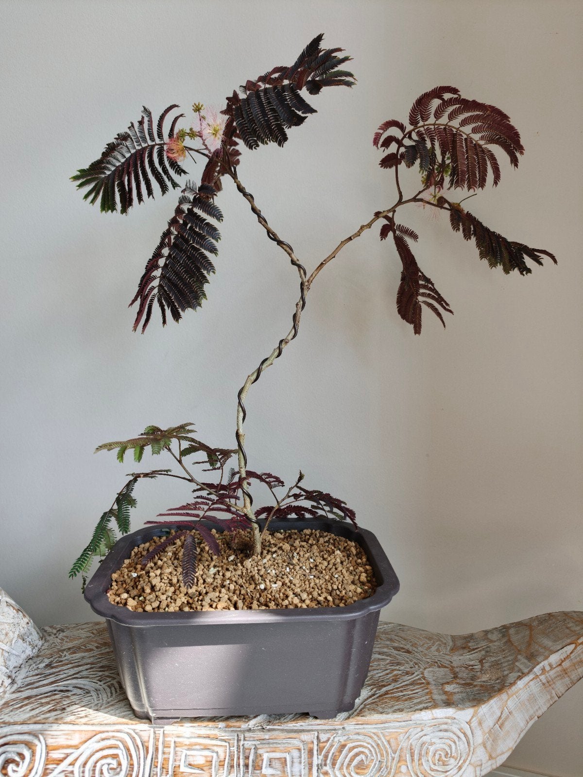 Albizia Chocolate Fountain bonsai, Tuin en Terras, Planten | Bomen, Ophalen, Bloeit niet, Halfschaduw, Overige soorten