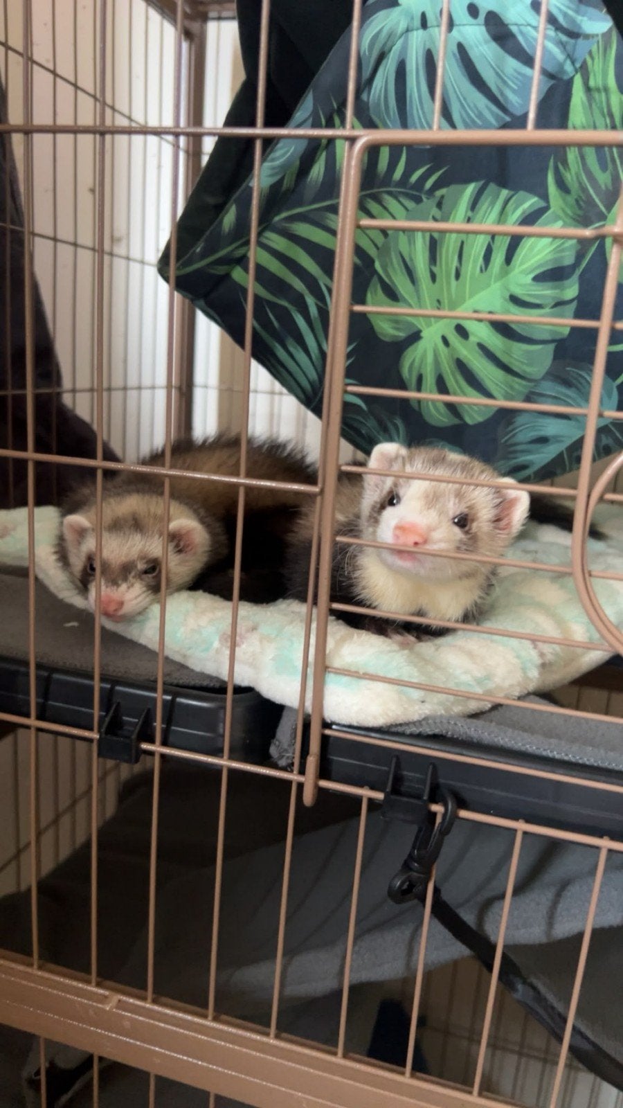 2 fretten puppen van 17 mei, Mei, Vrouwelijk, Fret