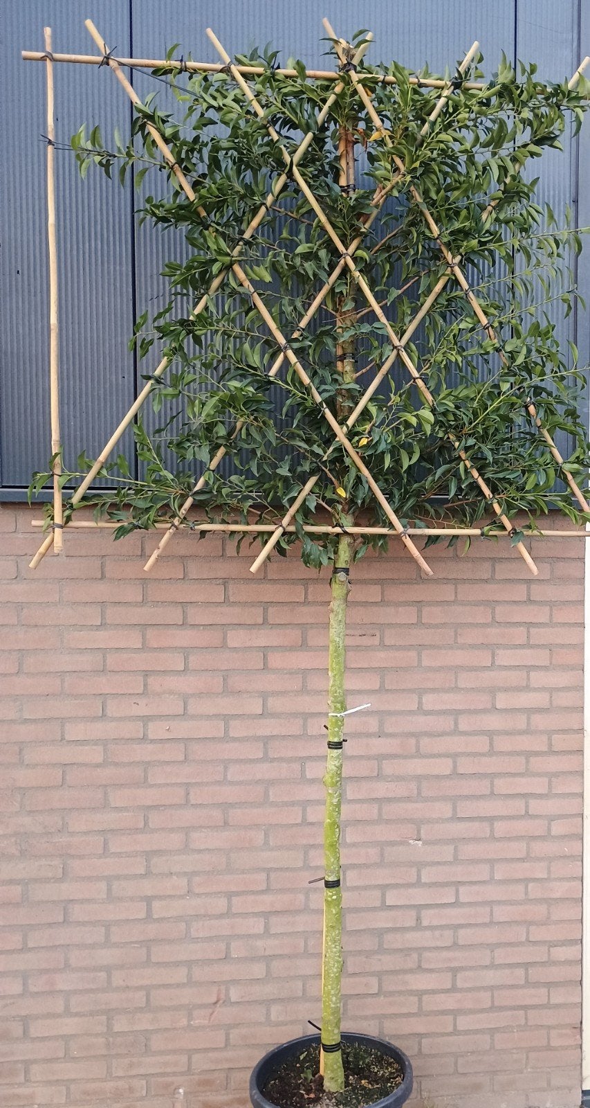 Portugese leilaurier - Prunus Lusitanica Angustifolia, Leiboom, Lente, 100 tot 250 cm, Ophalen