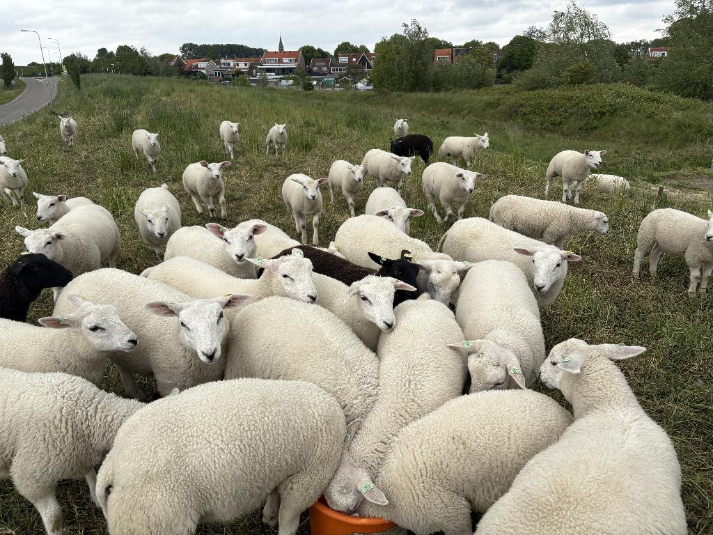 16 Swifter stamboek ooitjes, zwoegervrij, scrapie onverdacht, Dieren en Toebehoren, Vrouwelijk, Schaap, 0 tot 2 jaar