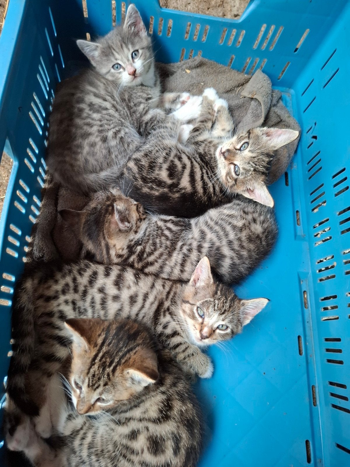 Lieve kittens van de boerderij, Dieren en Toebehoren, Meerdere dieren, Kortharig, 0 tot 2 jaar