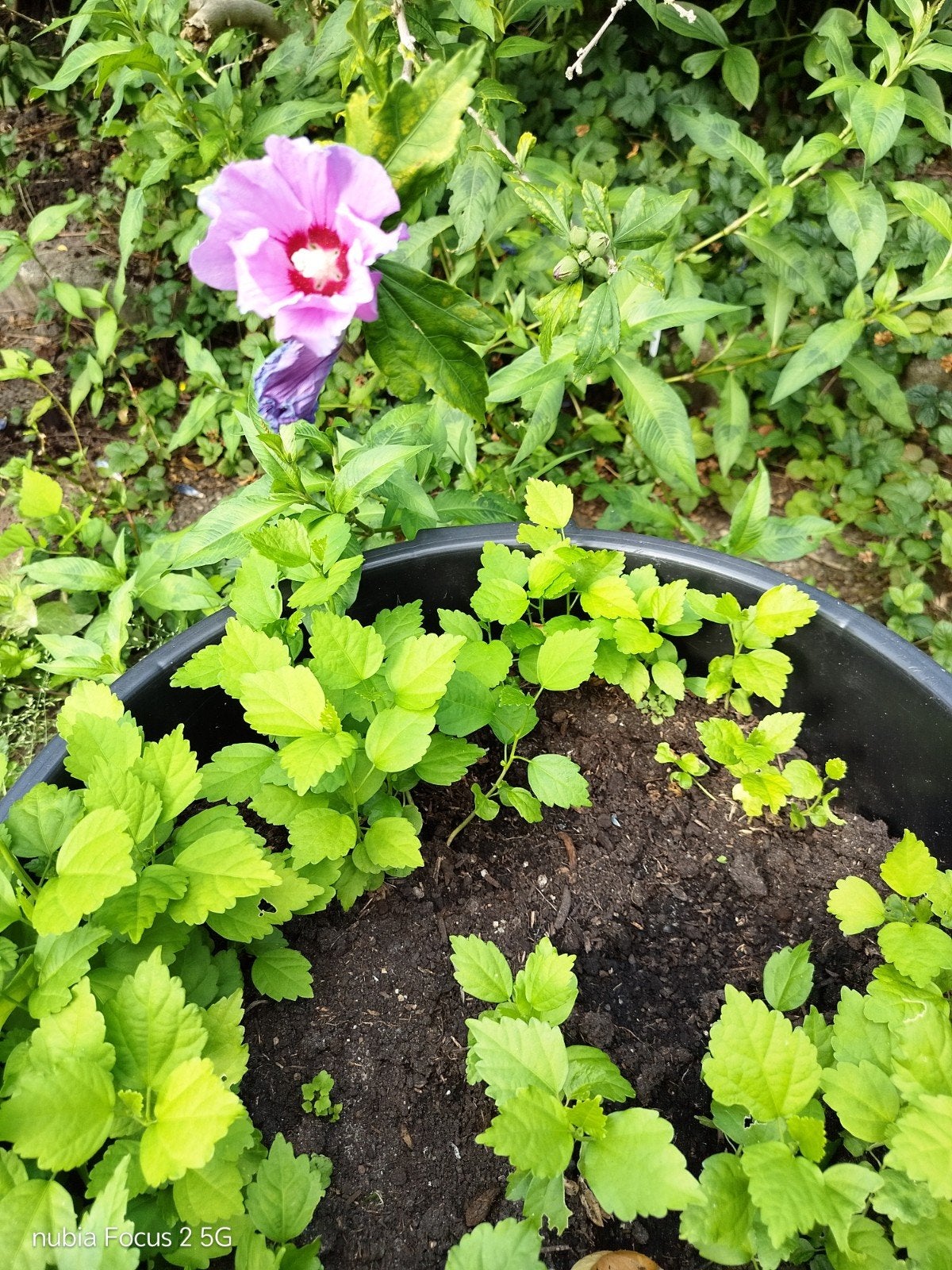 Hibiscus plantjes en struiken - paarse bloemen, Ophalen of Verzenden