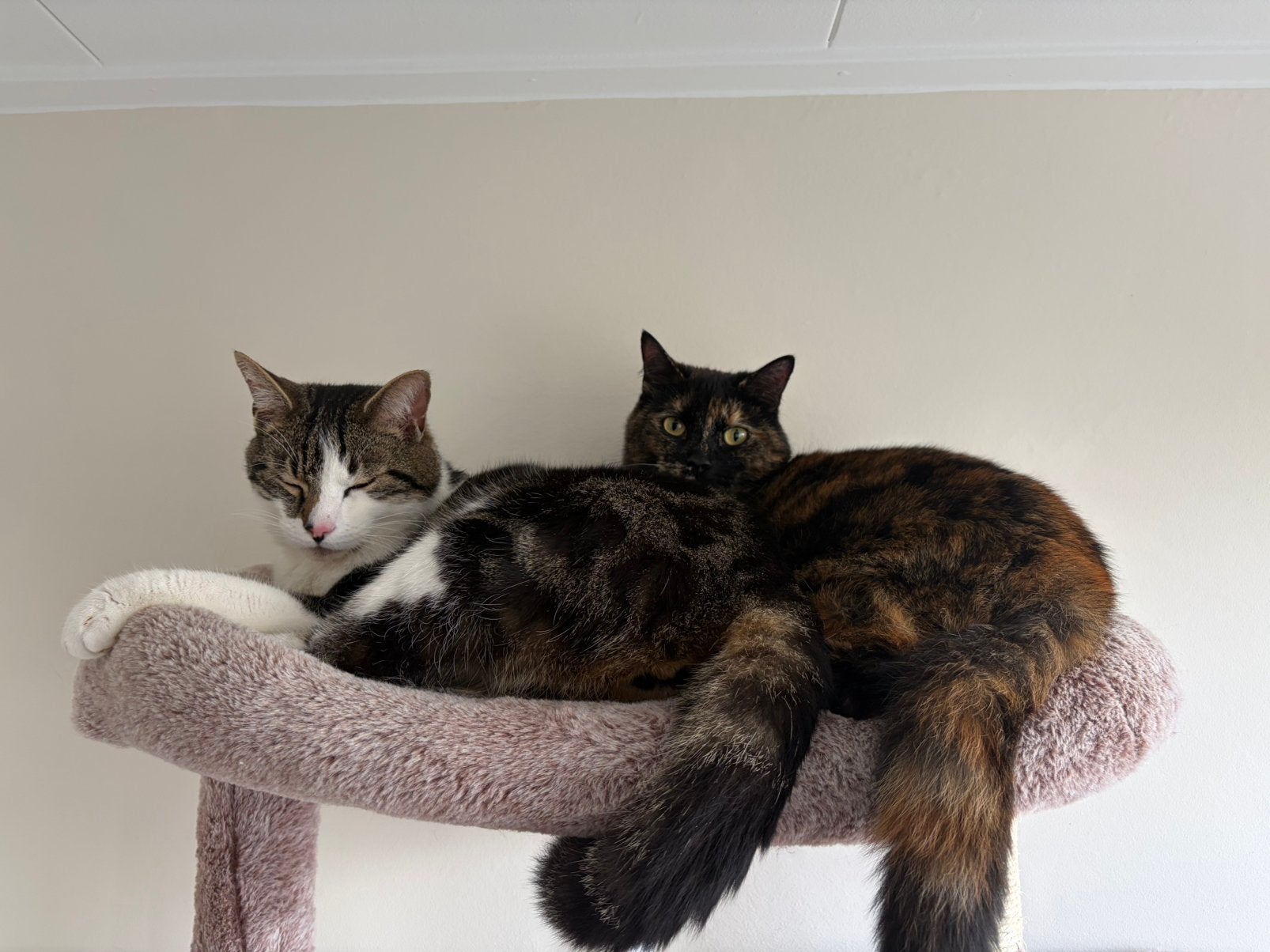 Gratis broer en zus 2 jaar oud gechipt, Dieren en Toebehoren, Katten en Kittens | Raskatten | Korthaar, Meerdere dieren, Gechipt