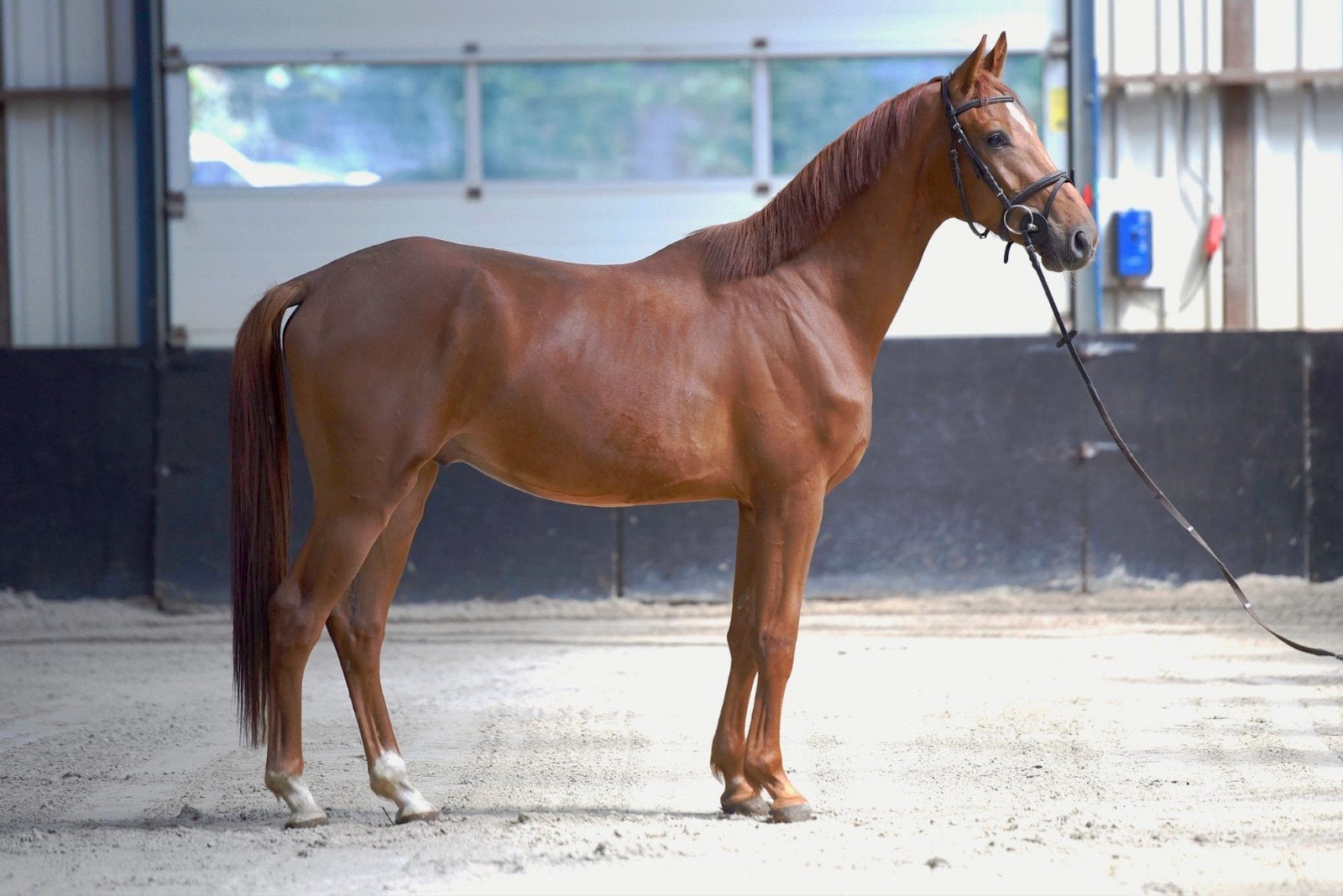 KWPN braaf rijpaard, ruin 2023, Dieren en Toebehoren, Ruin, Dressuurpaard, Zadelmak, 3 tot 6 jaar