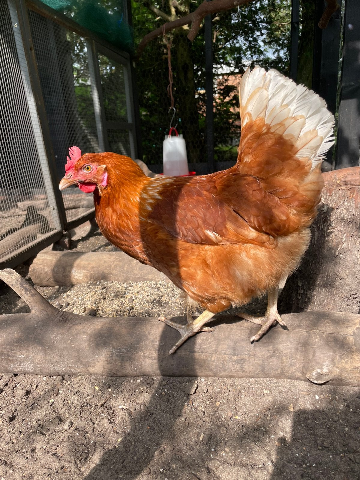 Mooie jonge leghen te koop, net voor het eerst aan de leg, Dieren en Toebehoren, Vrouwelijk, Kip