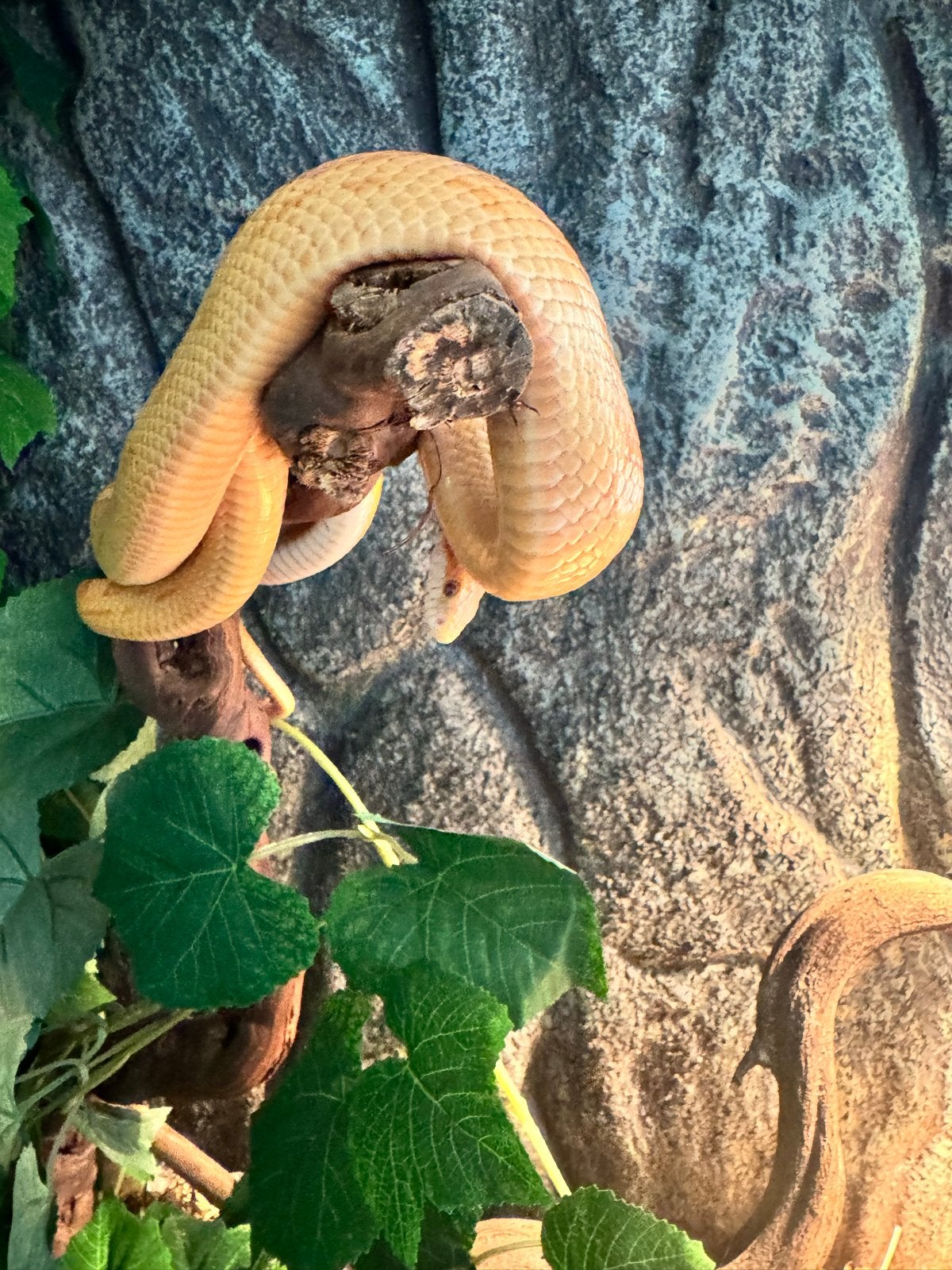 Een korenslang 3 jaar oud met terrarium Corn Snake photo 12