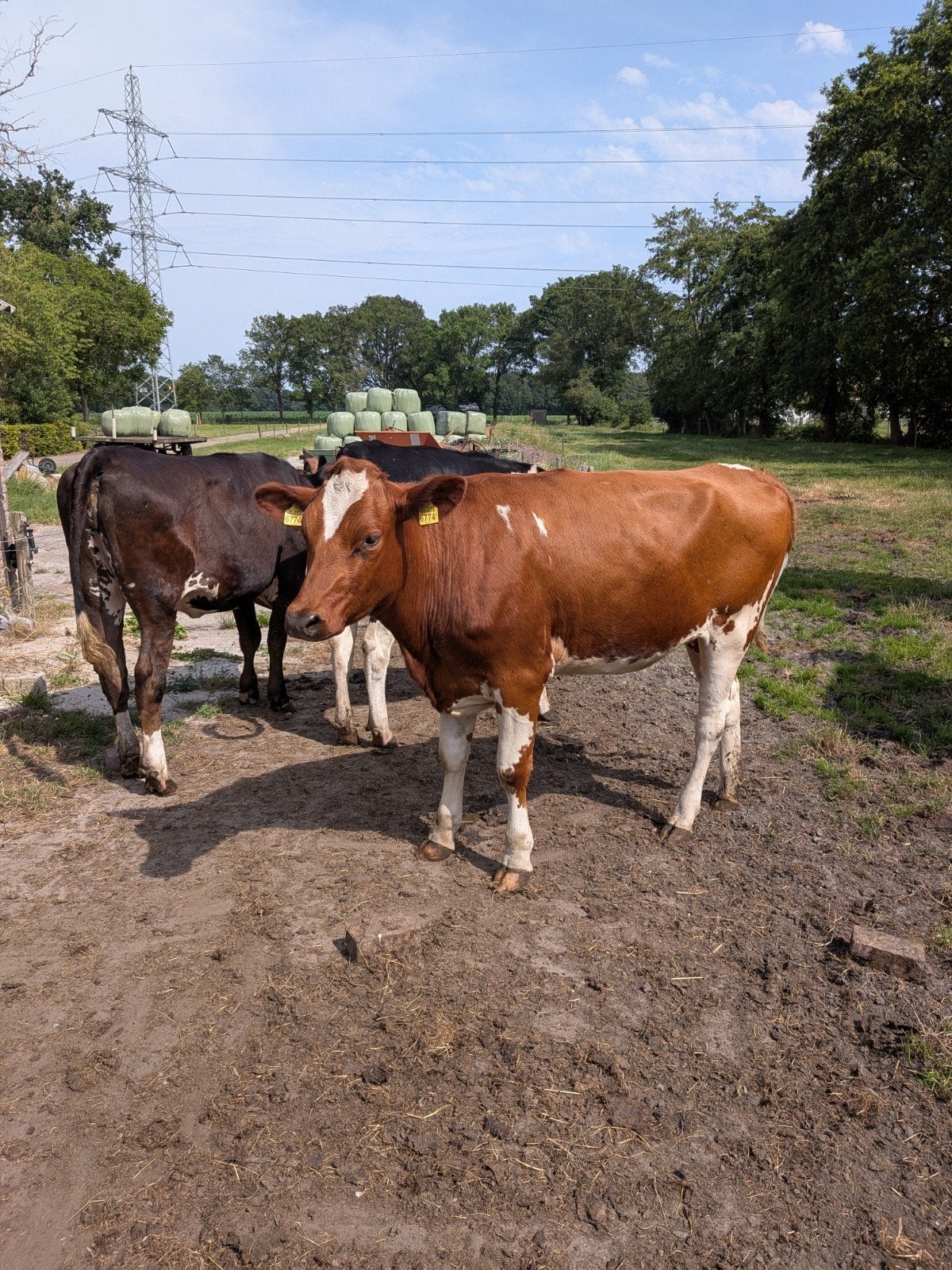 Te koop  vier pinken, Dieren en Toebehoren, Runderen, Vrouwelijk, 0 tot 2 jaar