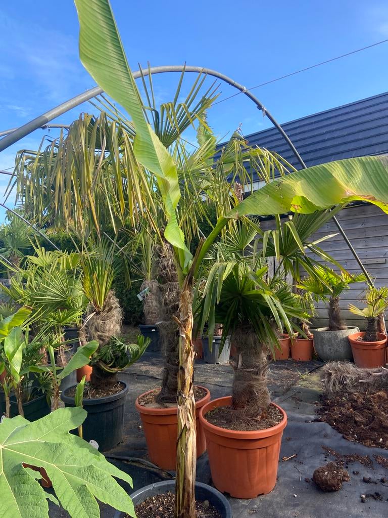 Bananenplant (Musja Basjoo), Ophalen, Overige soorten, Volle zon
