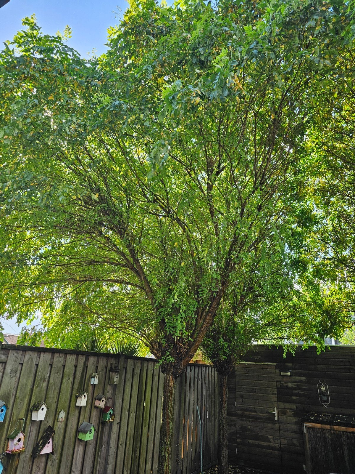 Gratis bomen (4 stuks) zelf kappen en afvoeren - Breda, Tuin en Terras, Planten | Bomen, Ophalen