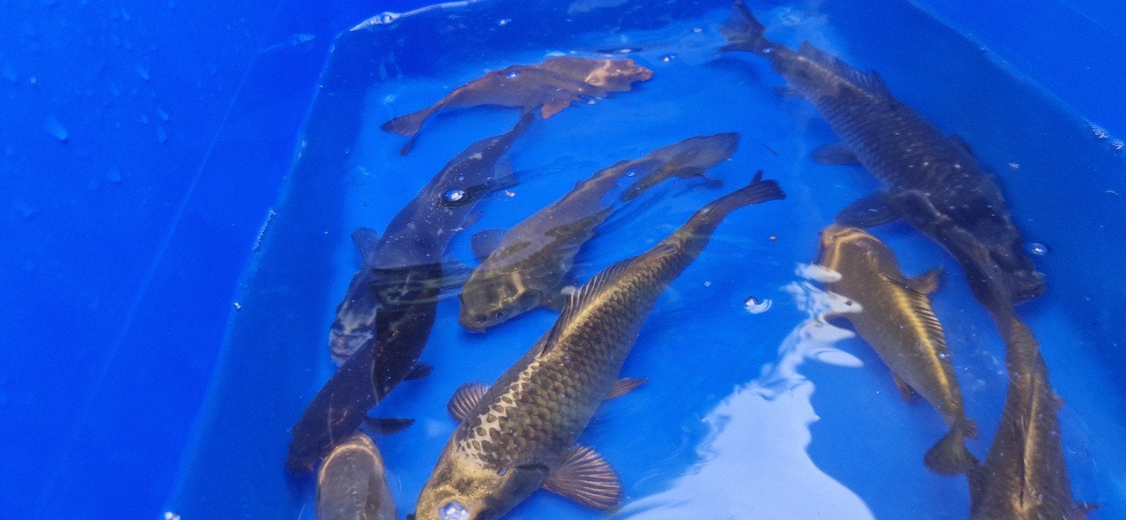 Ghostkoi 5 voor 10 euro, Dieren en Toebehoren, Karper of Koi