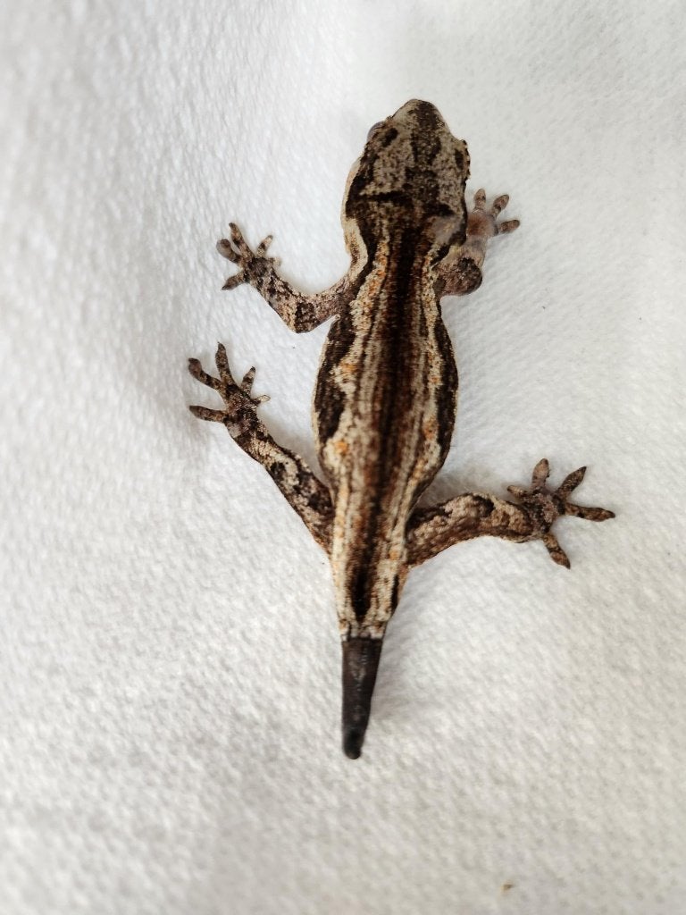 nakweek jonge div gargoyle gekko