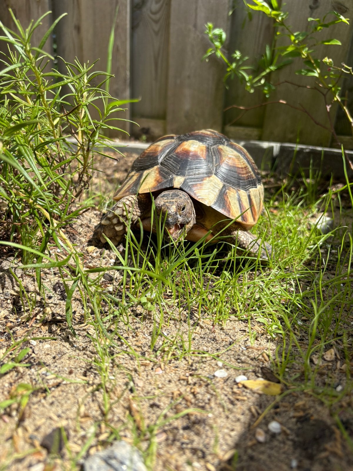 Testudo Marginata vrouw Tortoise photo 4