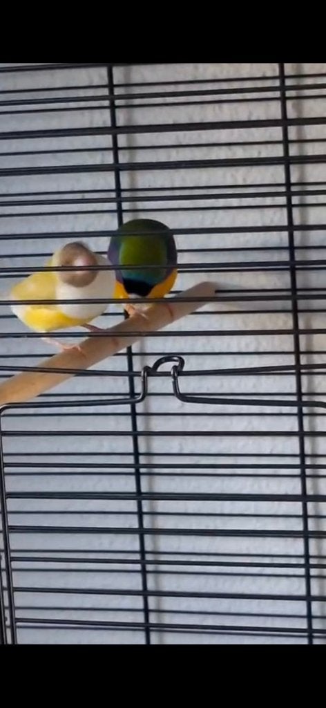 Gouldamadine split satinet gezocht, Mannelijk, Tropenvogel