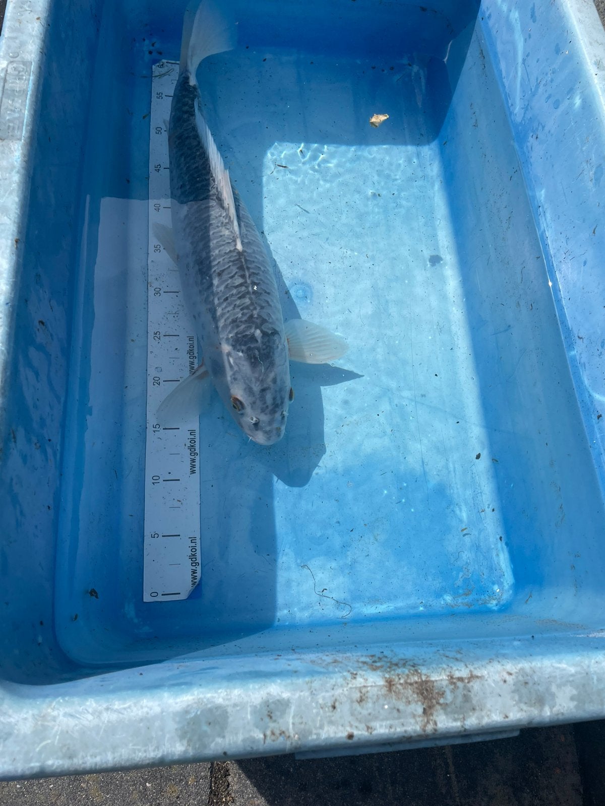 Koikarper ongeveer 50 cm, Karper of Koi