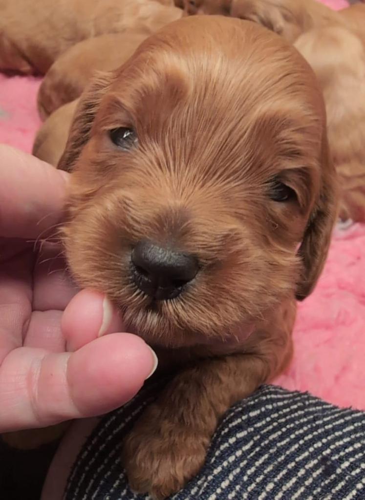 Pure AL labradoodle pups, Dieren en Toebehoren, Honden | Niet-rashonden, Klein, Meerdere dieren, Particulier, Eén hond, Nederland