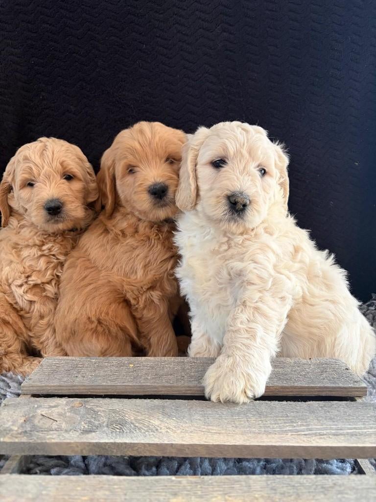 Prachtige Goldendoodle/Labradoodle Reutje te koop, Dieren en Toebehoren, Honden | Retrievers, Spaniëls en Waterhonden, Parvo, Overige rassen