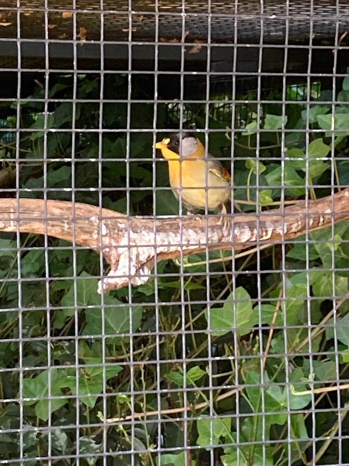 Zilveroornachtegalen, Dieren en Toebehoren, Vogels | Overige Vogels, Vrouwelijk, Tropenvogel, Geringd