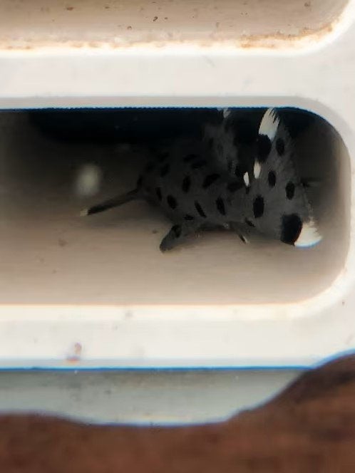 Leporacanthicus joselimai – L264, Dieren en Toebehoren, Vis, Zoetwatervis