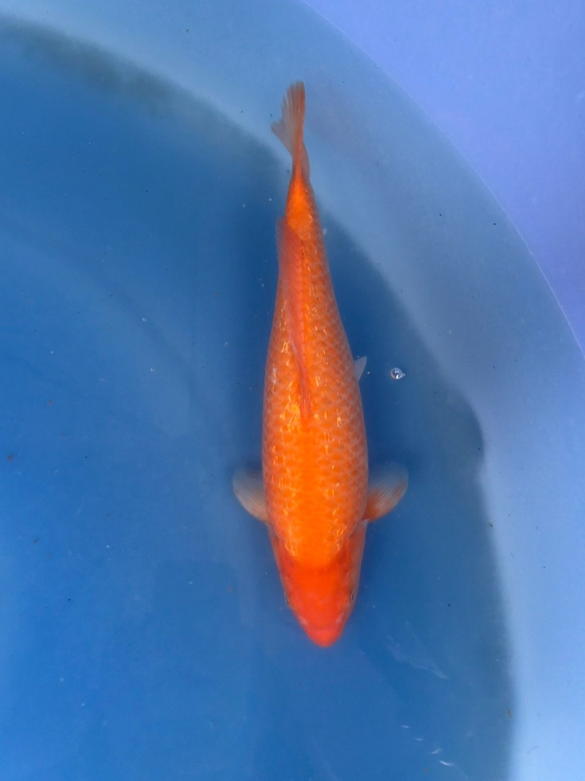 Mango ginrin Karashigoi Marusei, Dieren en Toebehoren, Vissen | Vijvervissen, Karper of Koi
