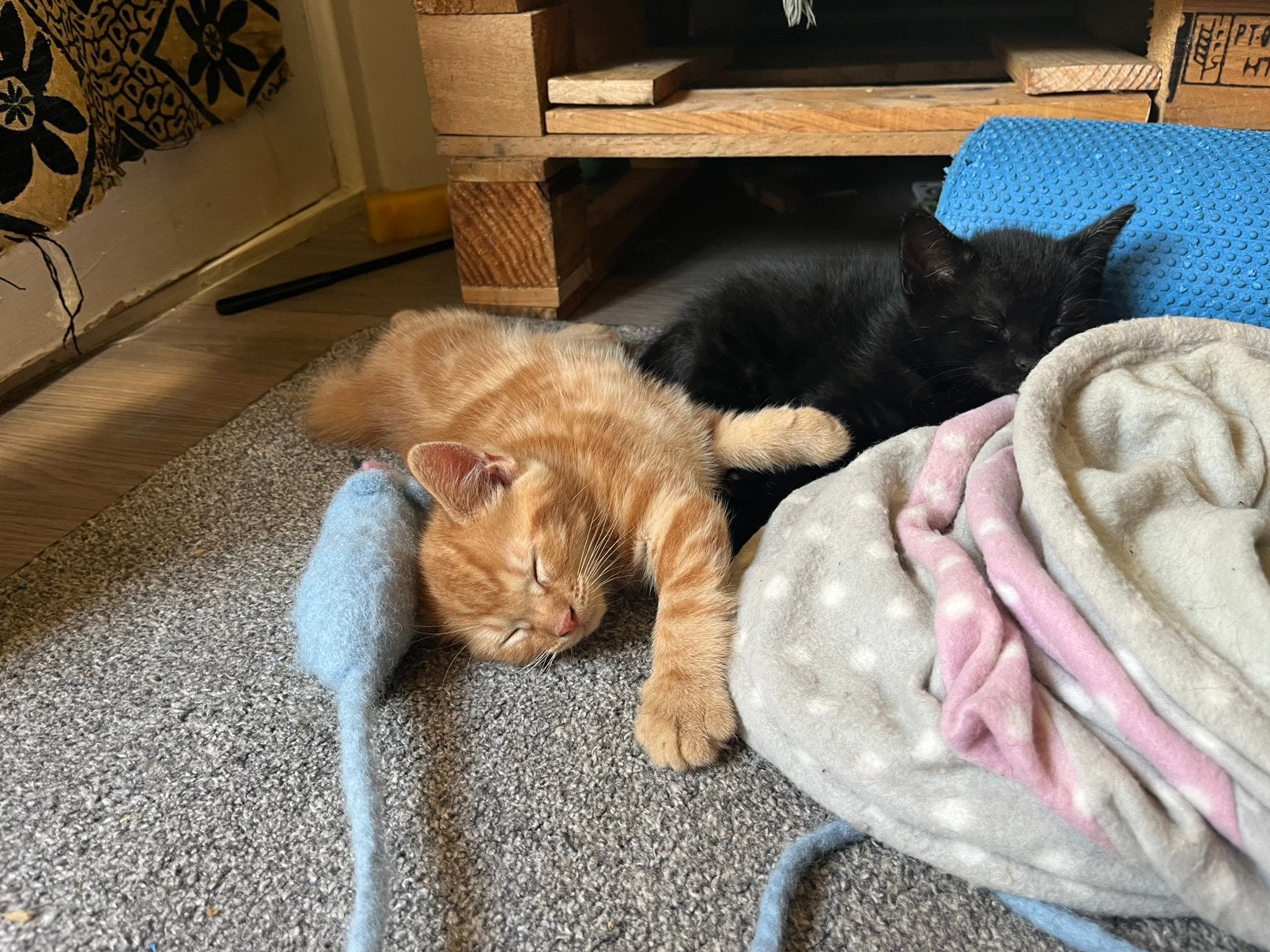 Kittens