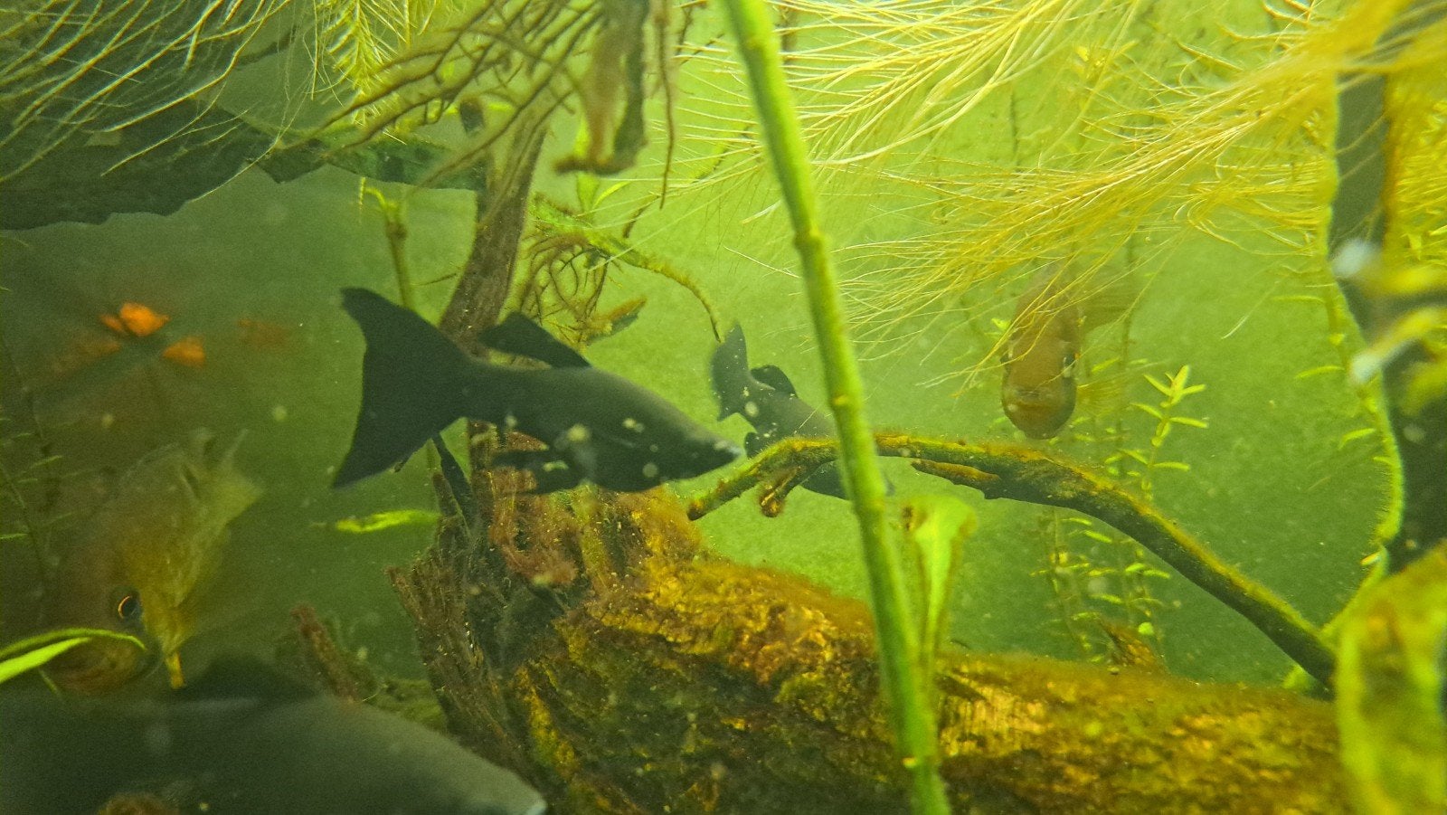 SLEUTELGAT CICHLIDES EN BLACK MOLLIES MOETEN SNEL WEG, Dieren en Toebehoren, Vissen | Aquariumvissen, Vis