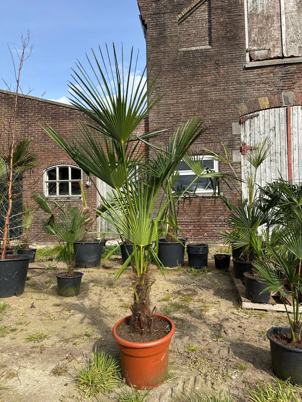 Grote palmboom Trachycarpus fortunei winterhard – €50, Tuin en Terras, 100 tot 250 cm, Zomer, Palmboom, Ophalen