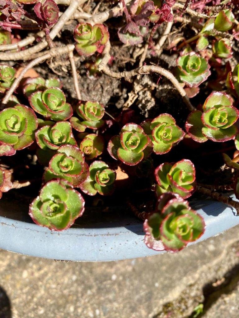 bodembedekking sedum vaste plant, Ophalen, Zomer, Bodembedekkers, Volle zon