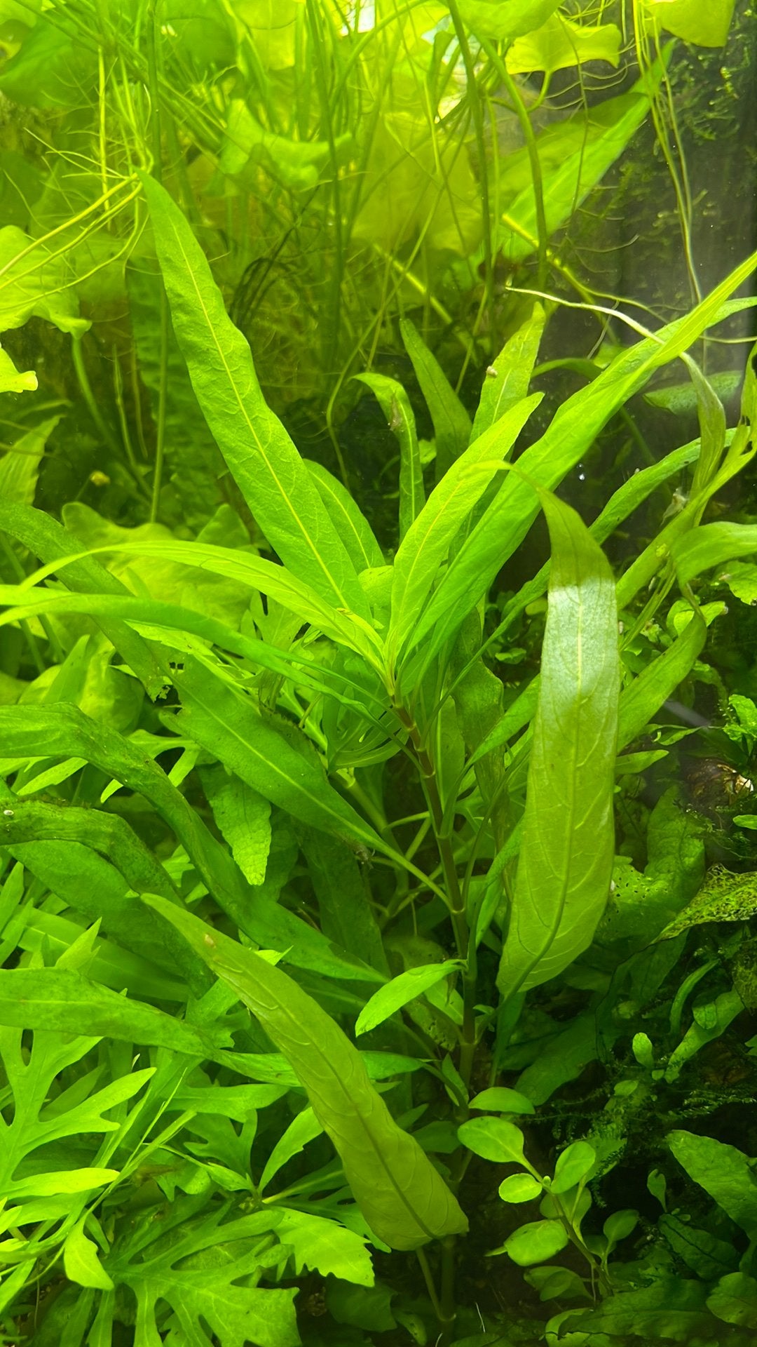 Hygrophila corymbosa, Dieren en Toebehoren, Vis