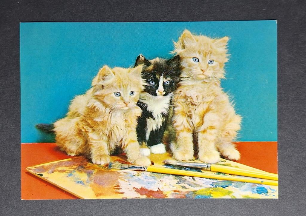 Drie katjes op schilderspalet tegen roodblauwe achtergrond, Ophalen of Verzenden, 1980 tot heden, Ongelopen, Hond of Kat