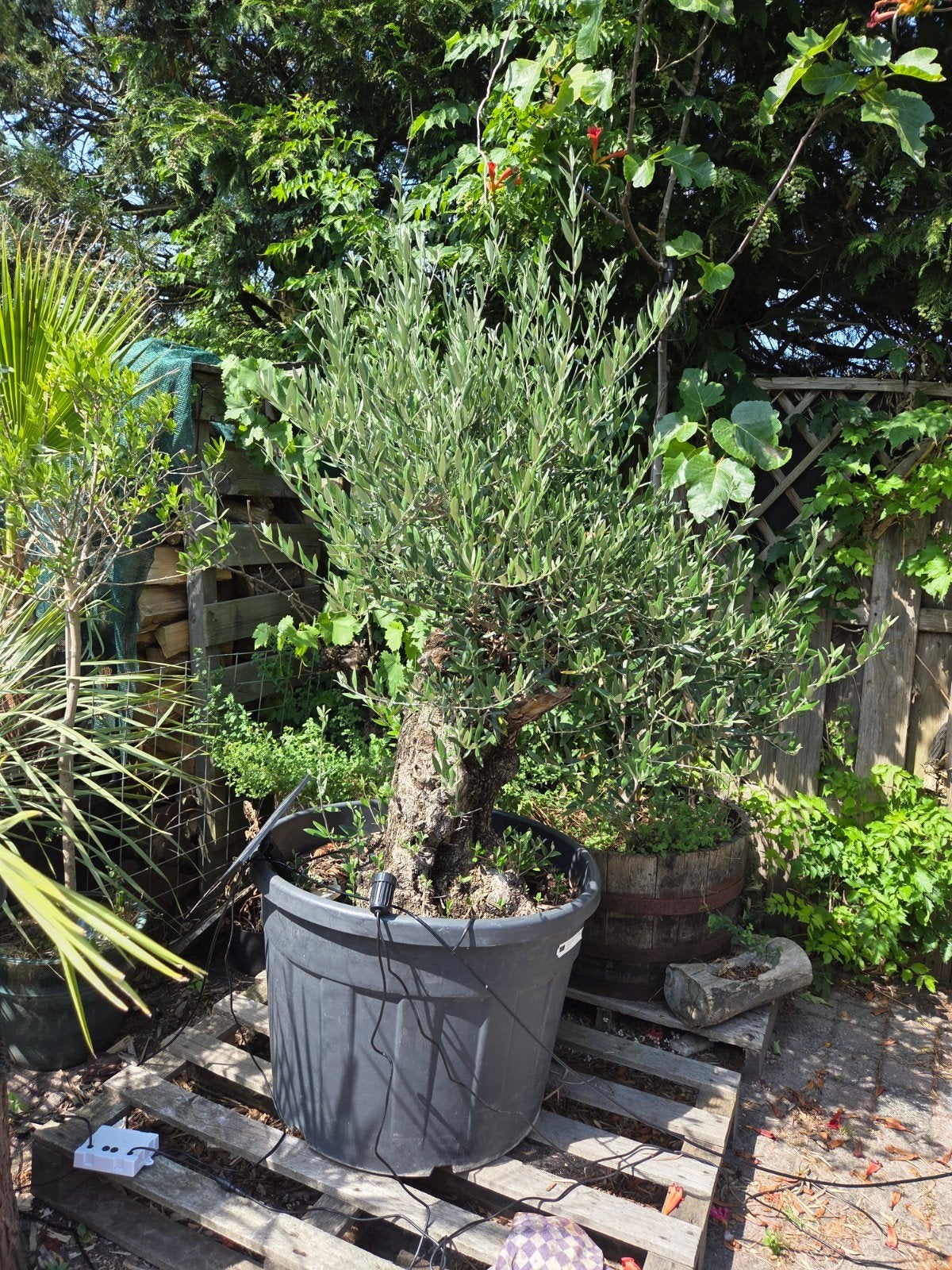Prachtige winterharde Bonsai Olijfboom - Stamhoogte 80cm, Ophalen, Overige soorten, Halfschaduw