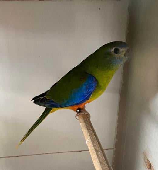 Turquoisine, Mannelijk, Parkiet, Geringd