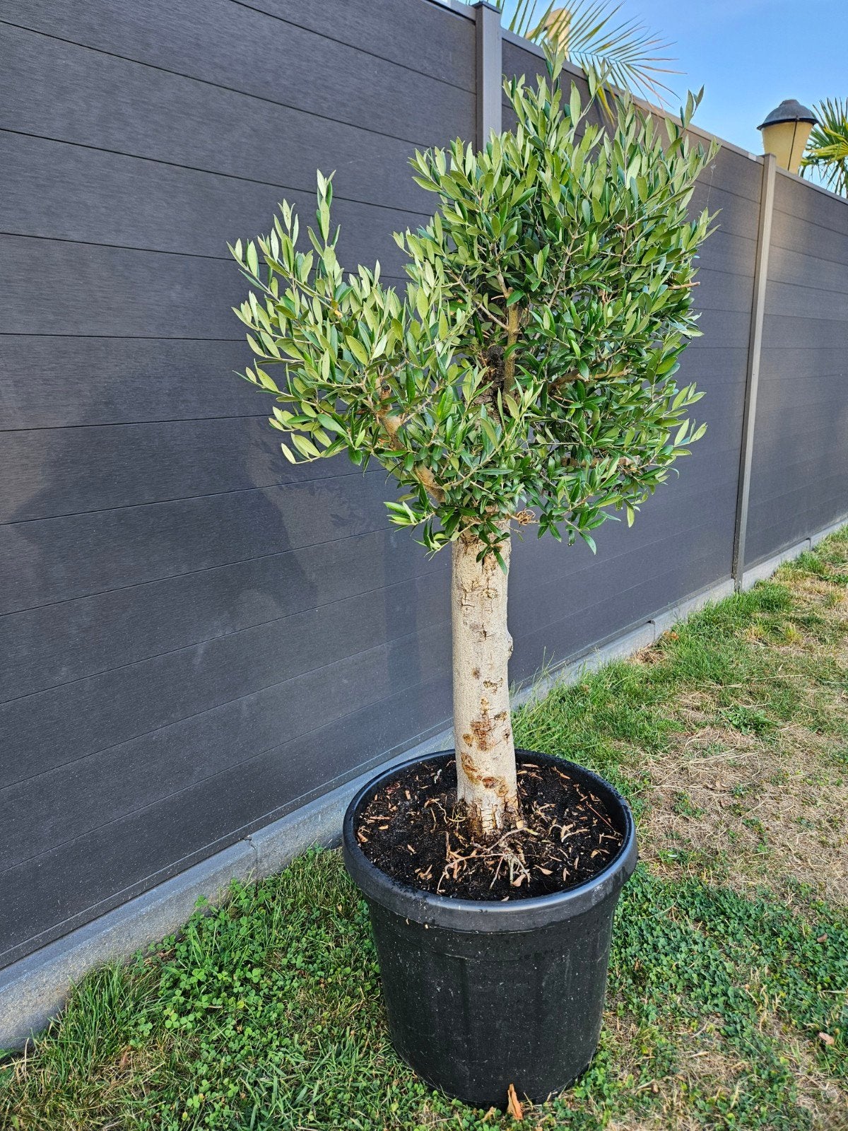 Olijfboom in pot - Mediterrane sfeer voor uw tuin, 100 tot 250 cm, Olijfboom, Ophalen, Volle zon