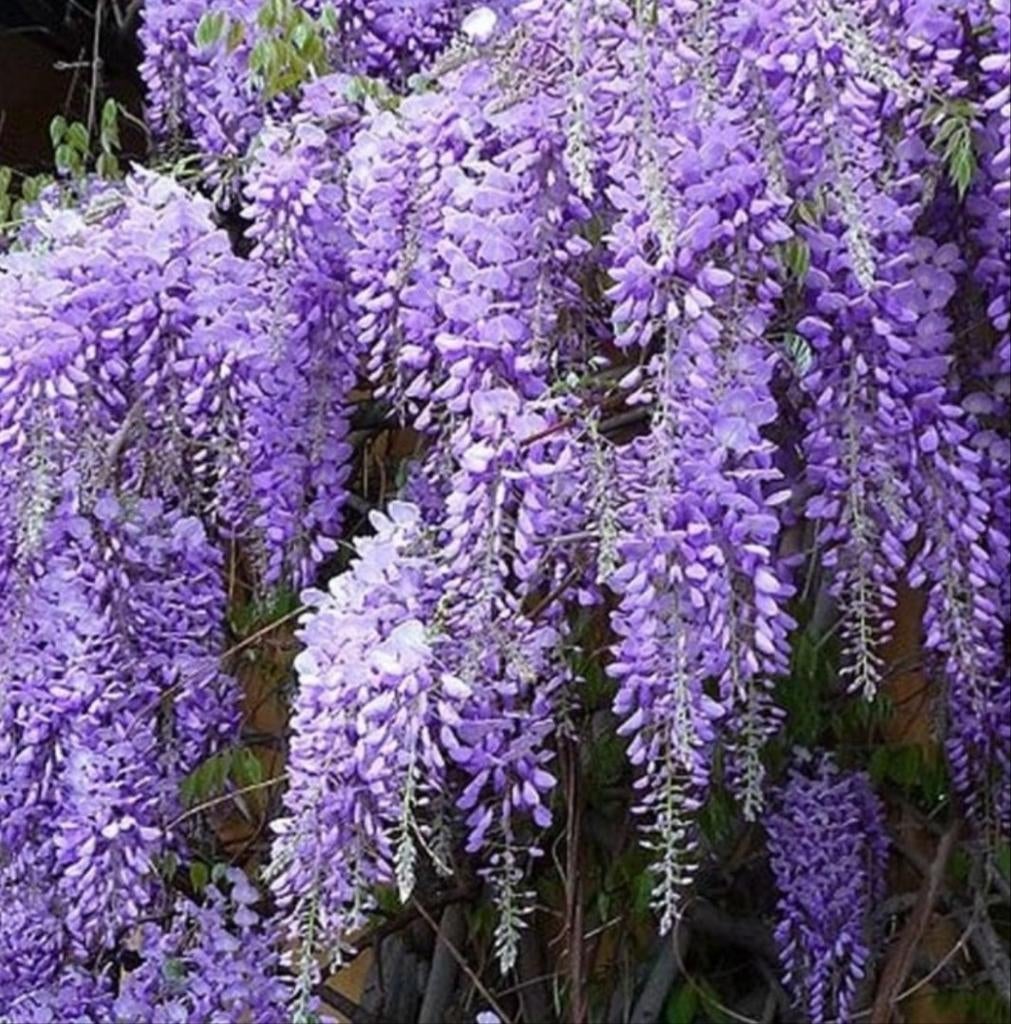 Wisteria bakybotrys "Ikoyama Fuji" / Japanse blauwe regen, Tuin en Terras, Planten | Bomen, Bolboom, 100 tot 250 cm, Volle zon