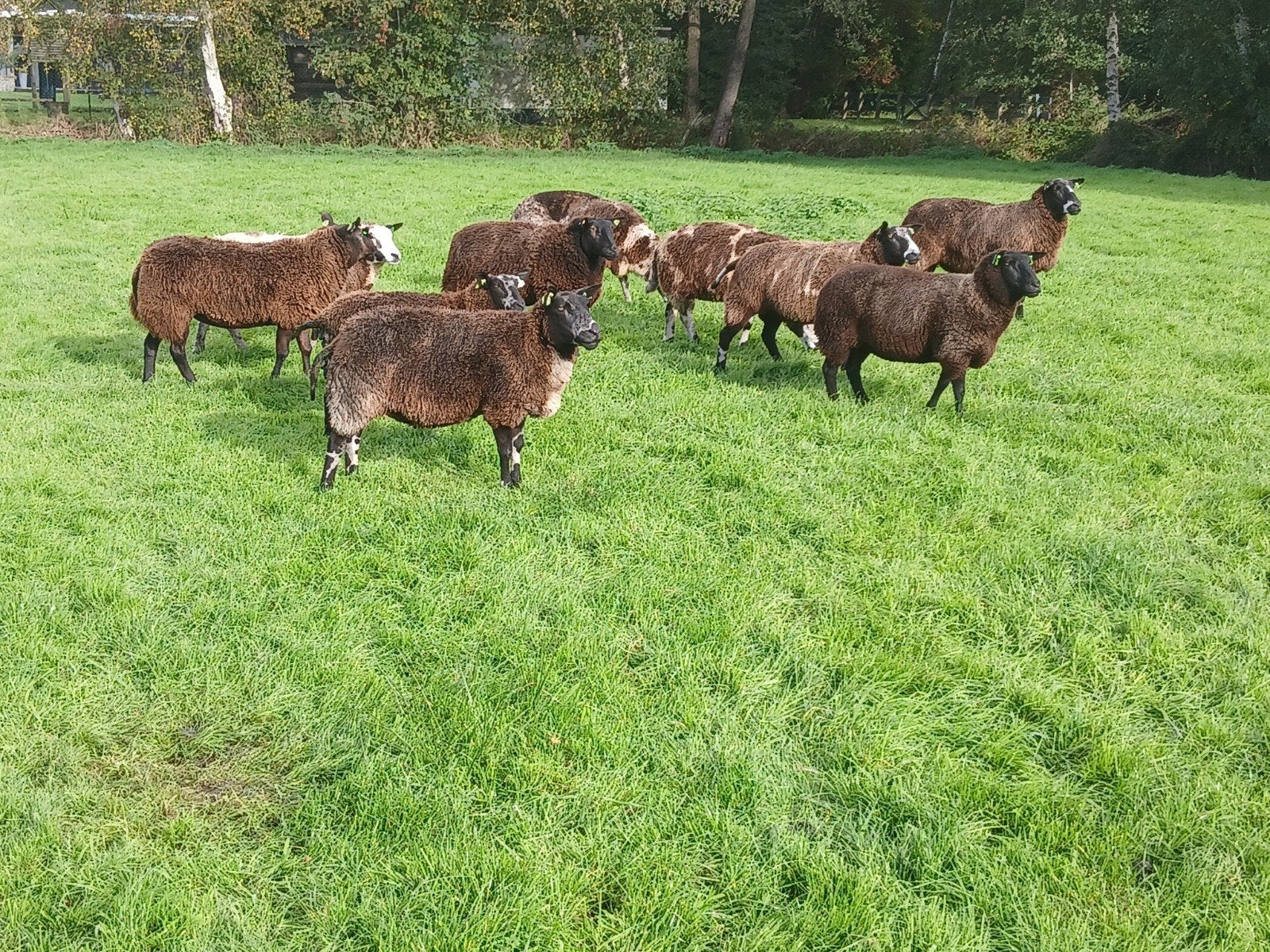 tekoop 11 bonte schapen., Dieren en Toebehoren, Vrouwelijk, Schaap