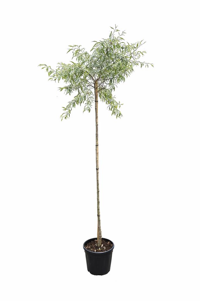 Pyrus s. Pendula 150cm stam in pot, Tuin en Terras, Planten | Bomen, Treurboom, Lente, 100 tot 250 cm, Ophalen