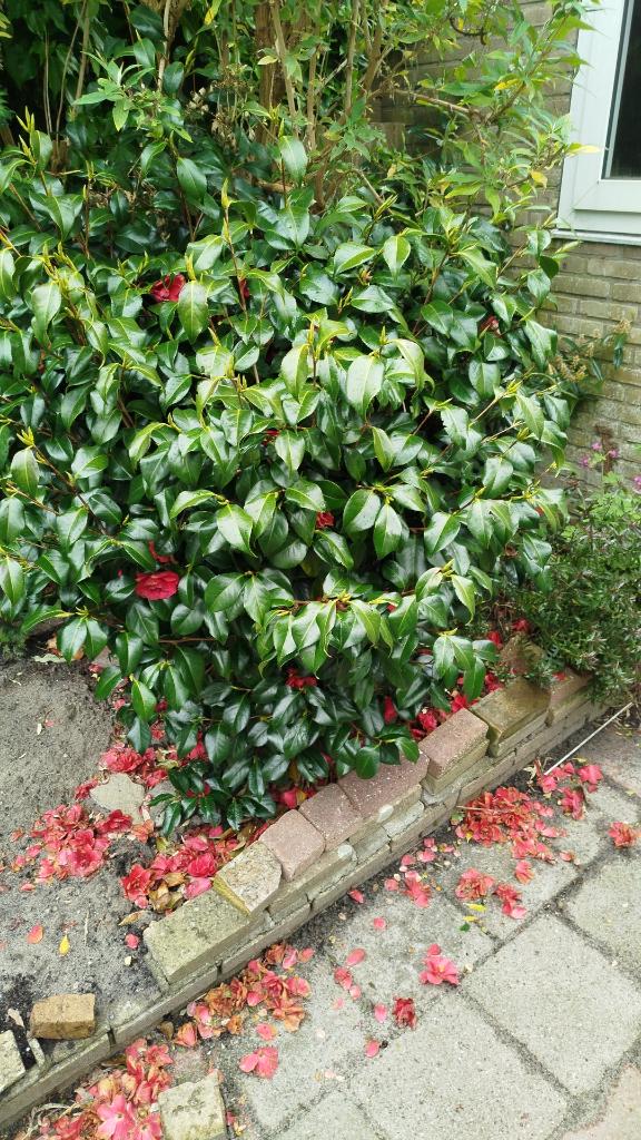 Gratis tuin planten, Ophalen, Vaste plant, Overige soorten, Volle zon