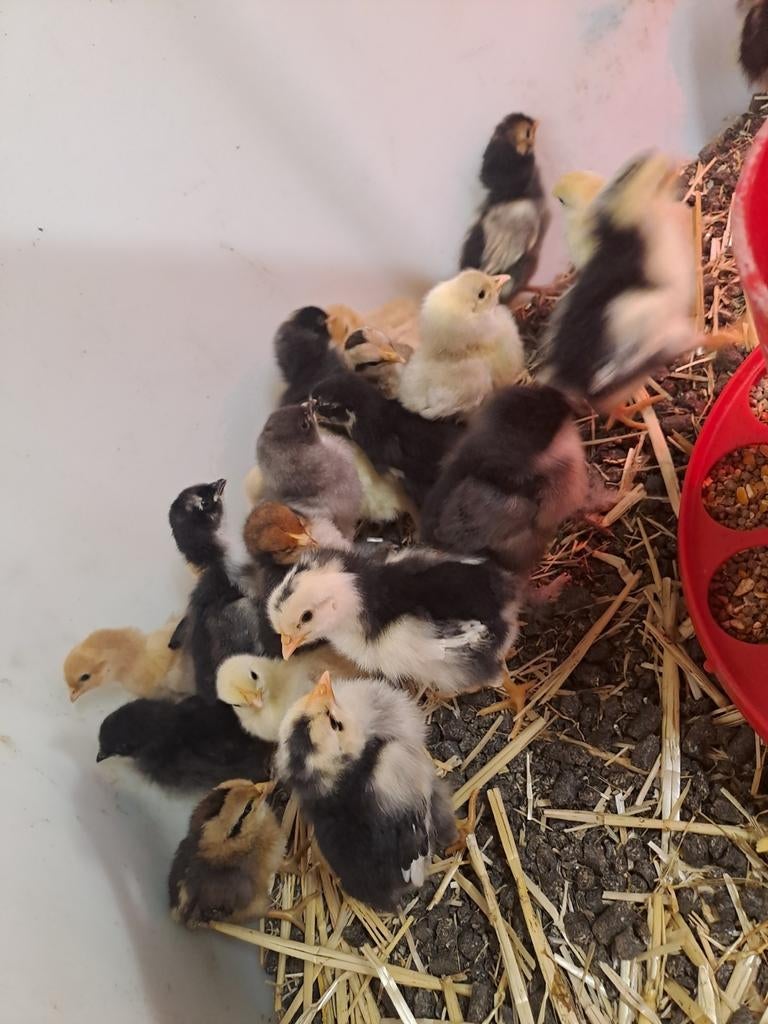 Kuikens verschillende rassen, Dieren en Toebehoren, Pluimvee, Geslacht onbekend, Kip