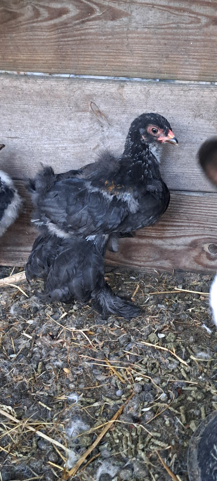 2 jonge Brahma hanen gratis, Dieren en Toebehoren, Mannelijk, Kip