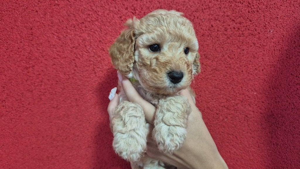 Mini cockapoo pupjes, Overige rassen, 8 tot 15 weken, Meerdere, Meerdere dieren